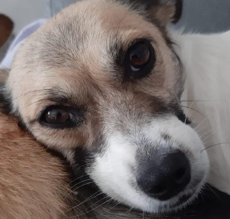 cagnolina yuko primo piano