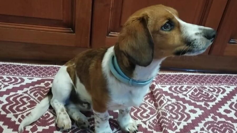 cane pablito simil beagle