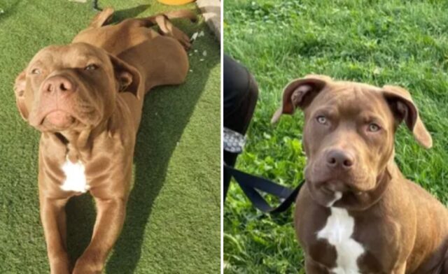 Trento, Rocky è stato rapito, la famiglia chiede aiuto per poter rintracciare l’amichevole Pitbull