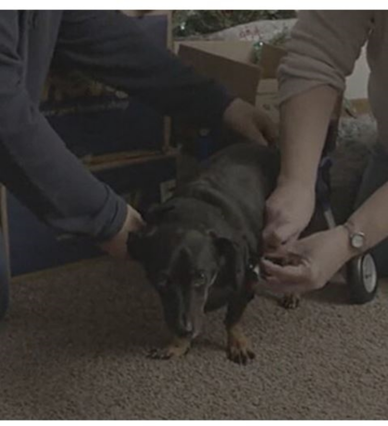 Due persone mettono un tutore ad un cane