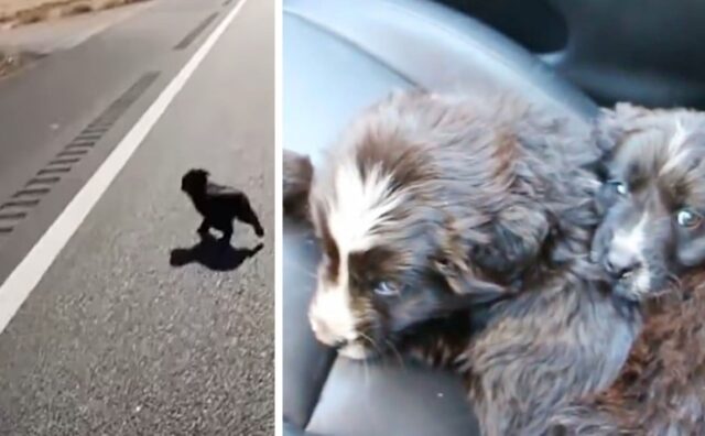 Vede questi due minuscoli cuccioli per strada e sa cosa deve fare: si lancia per salvarli