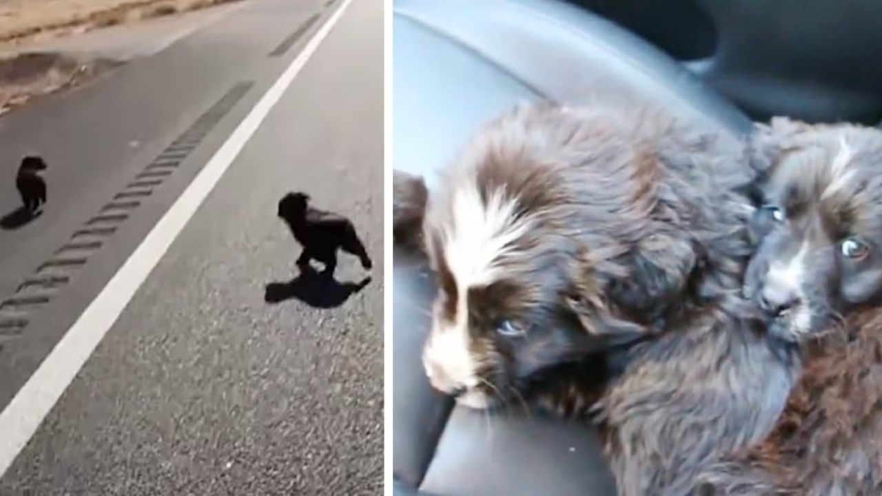 cagnolini salvati in strada