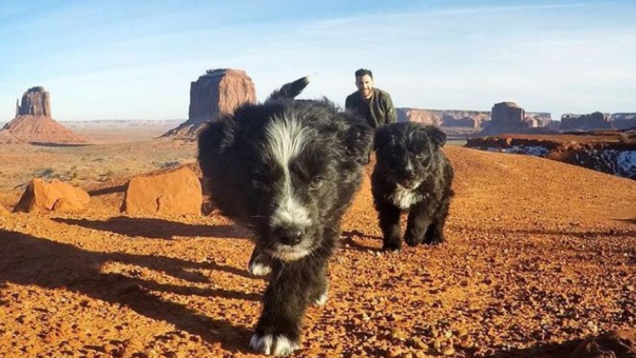cuccioli nel deserto