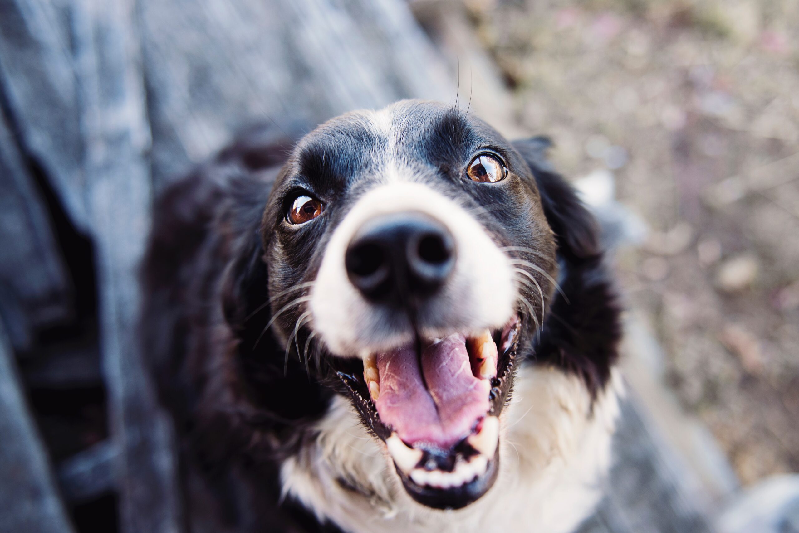 cane aspetta di mangiare