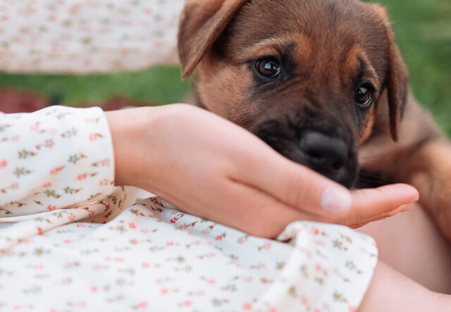 Si può dare la valeriana al cane o è meglio evitare?