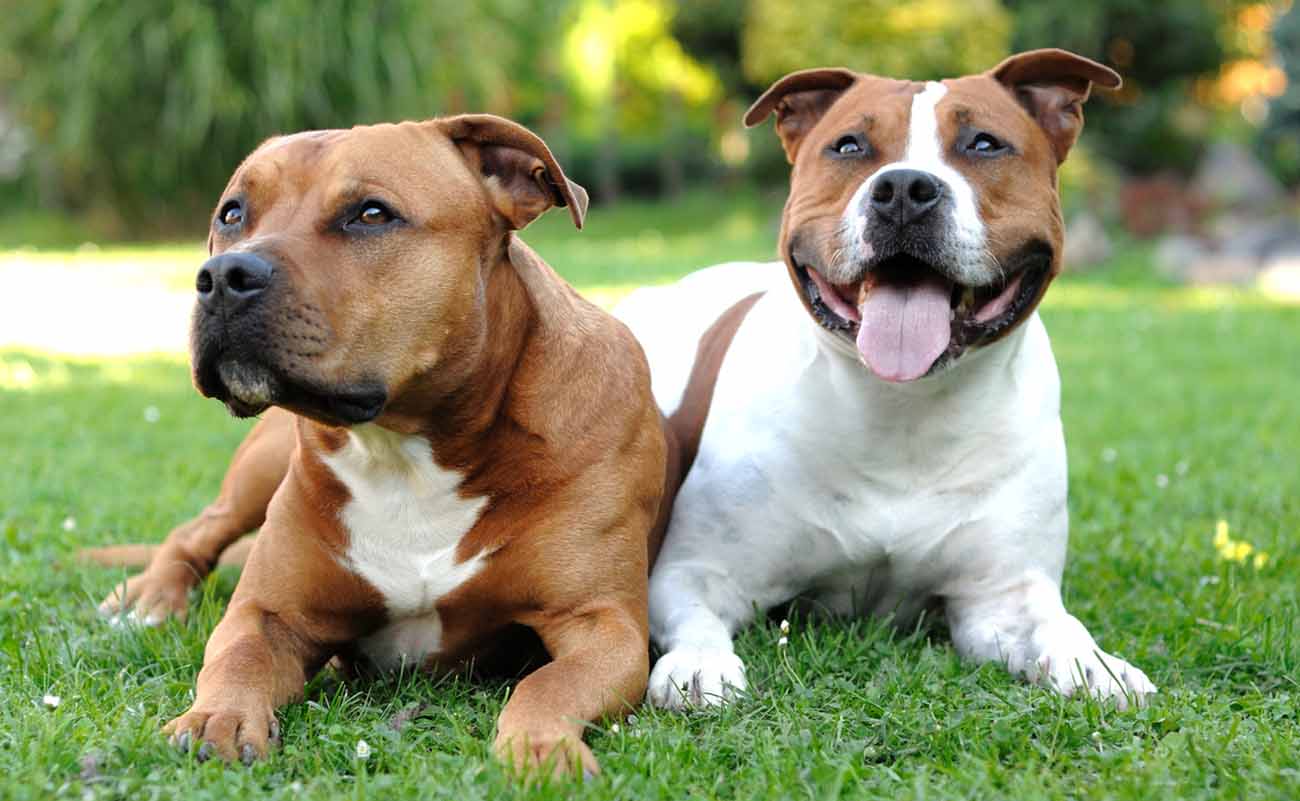 Due Pitbull di diversa varietà