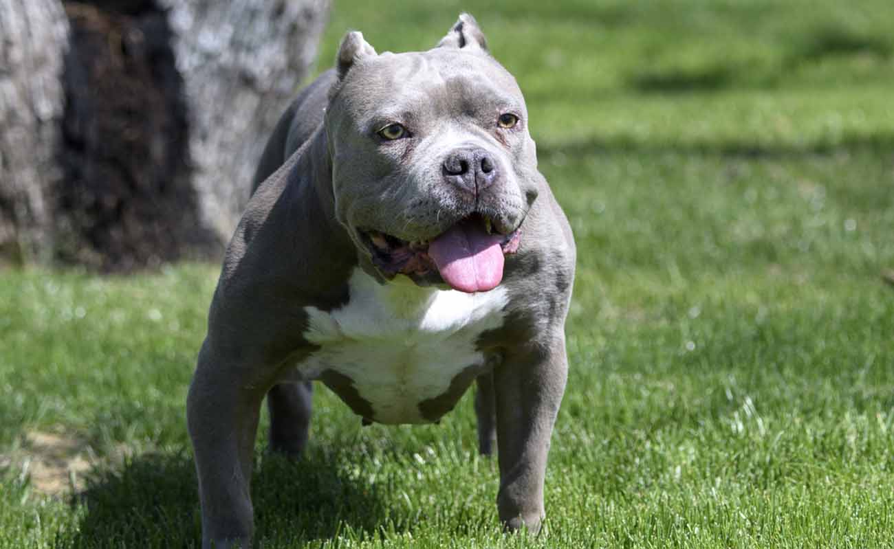 American Bully all'aperto