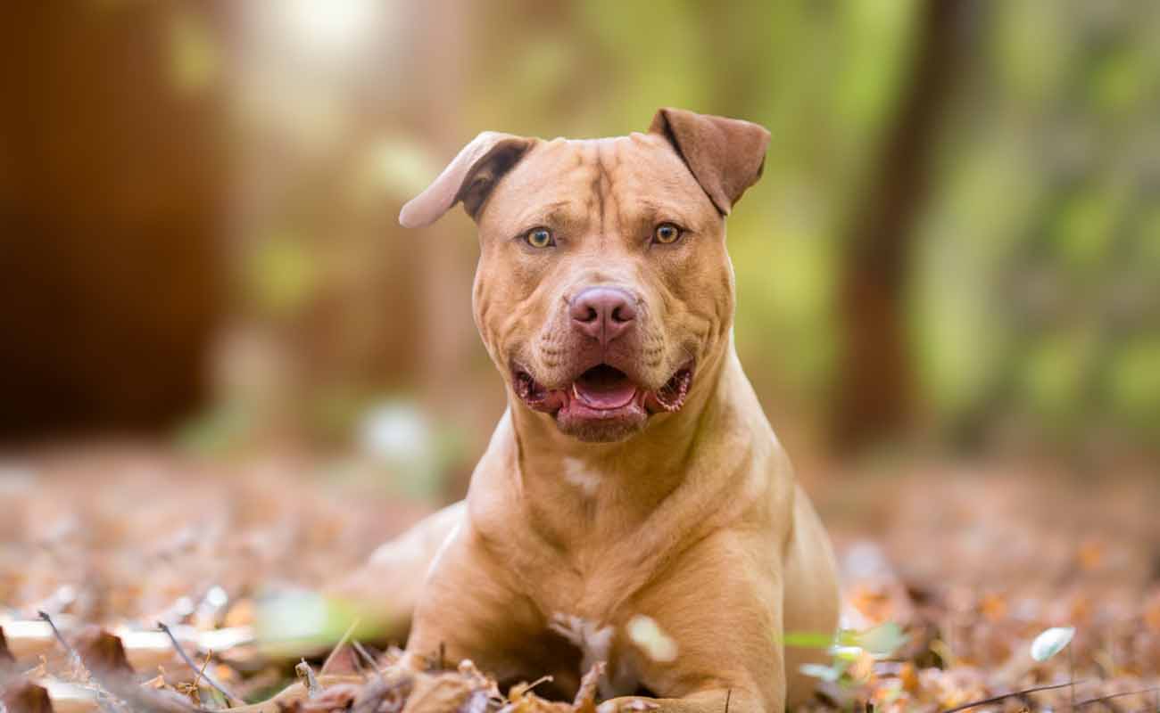 Un Pitbull colby fra le foglie secche