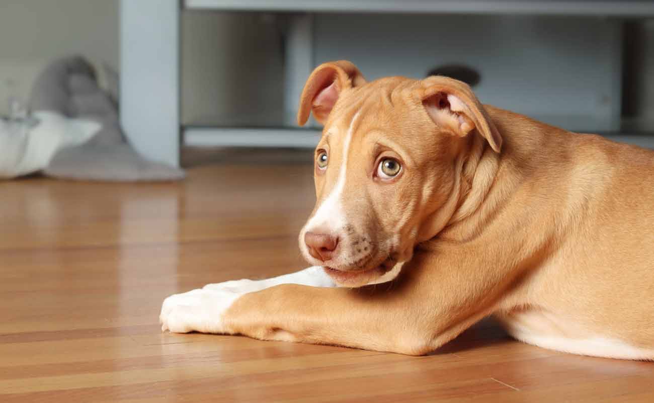 Il Pitbull Pynat, varietà comune