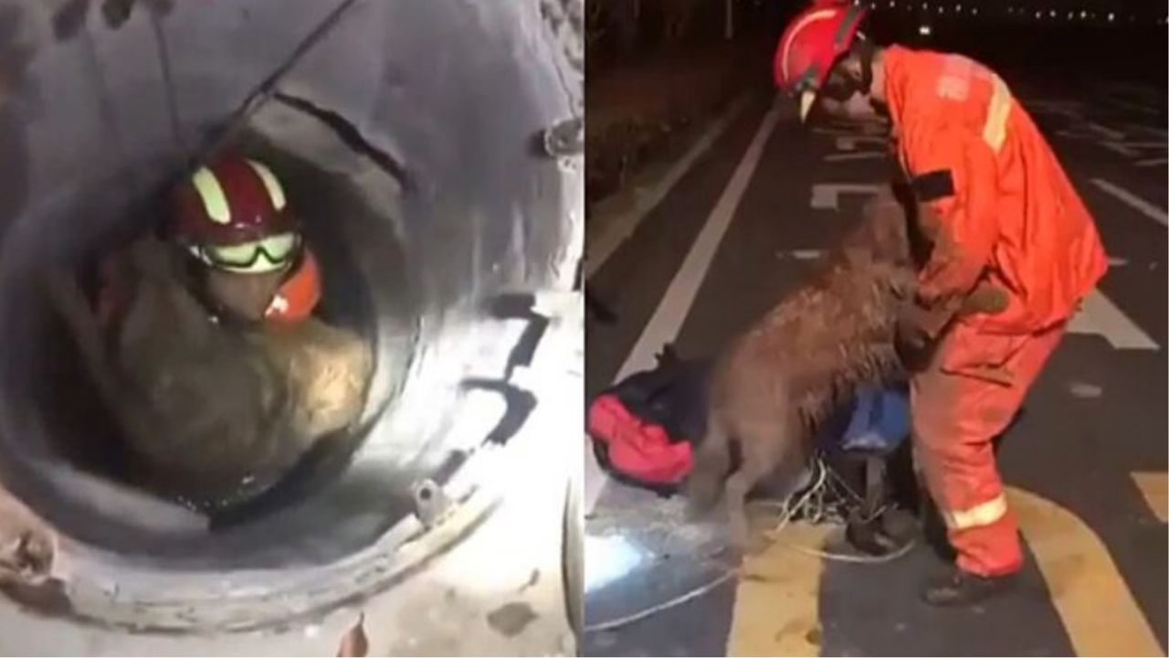 Vigili del fuoco salvano un cane da un pozzo