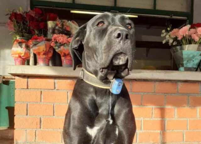 Volognano, allontanatasi da casa, questa cagnolina Corso di 11 mesi si è persa, Essen ha bisogno d’aiuto