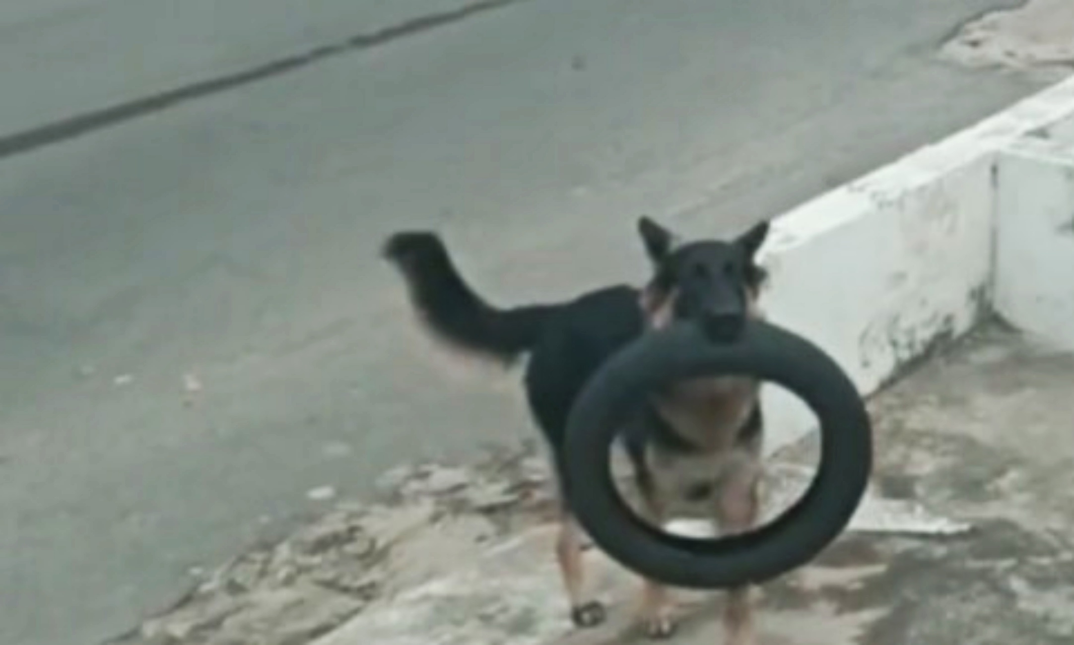 cagnolona con pneumatico