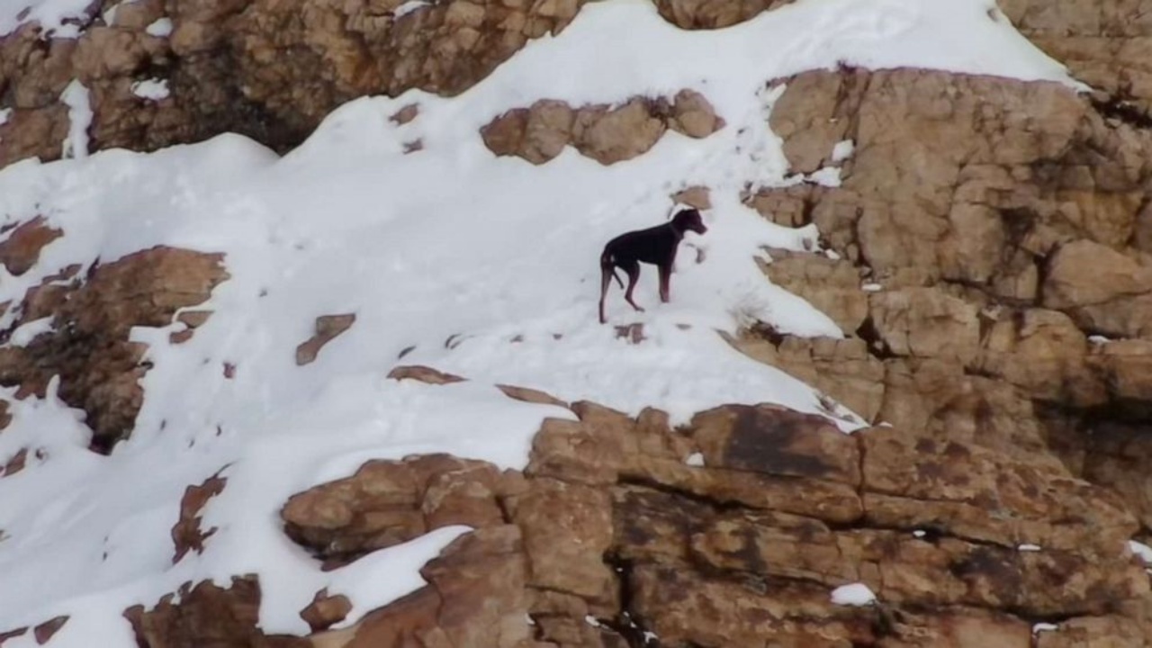 cagnolina in pericolo