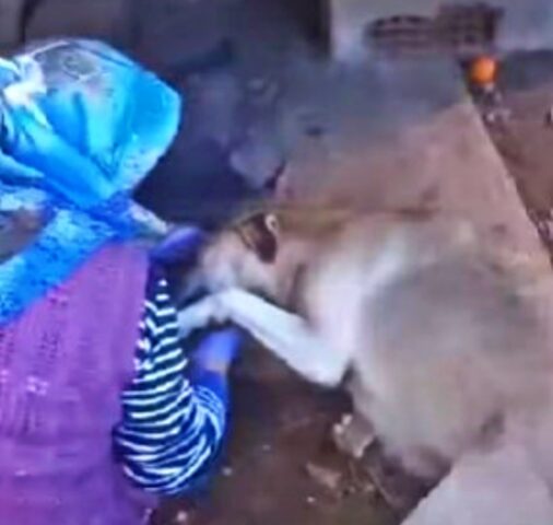 Cagnolina randagia ringrazia la donna che ha dato da mangiare ai suoi cuccioli