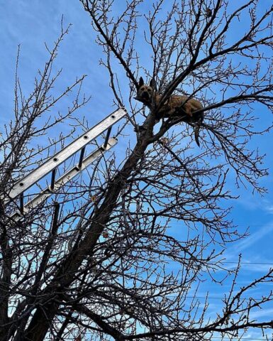 Cagnolona resta bloccata su un albero dopo aver inseguito uno scoiattolo