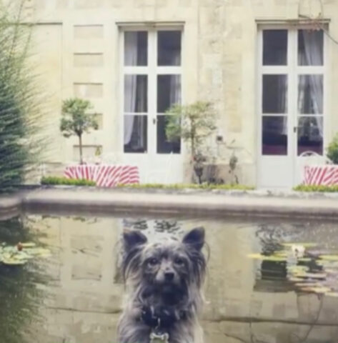 Cane abbandonato ora vive nel lusso : la sua storia