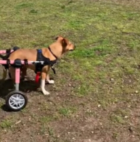 Cane paralizzato sul carrellino