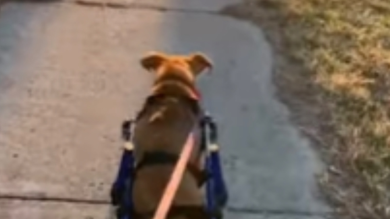 Cane usa il carrellino per muoversi