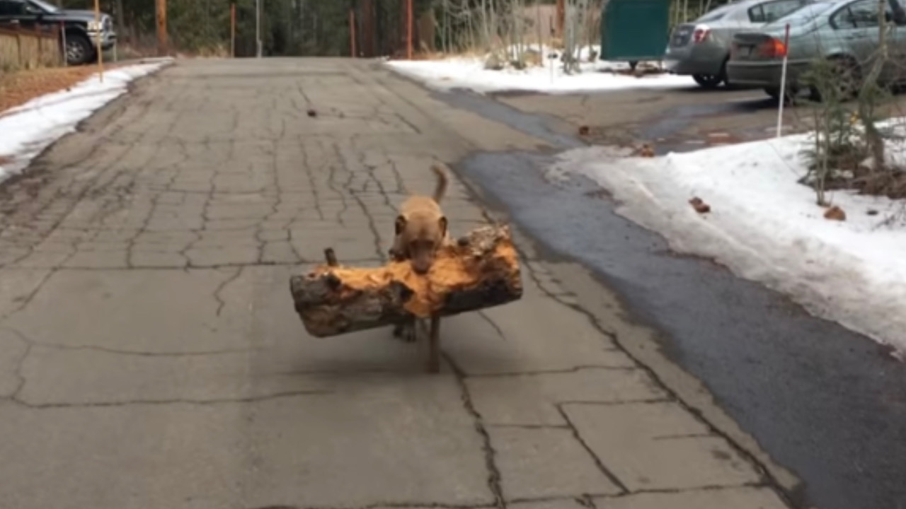 Cane porta in bocca un pezzo di legno