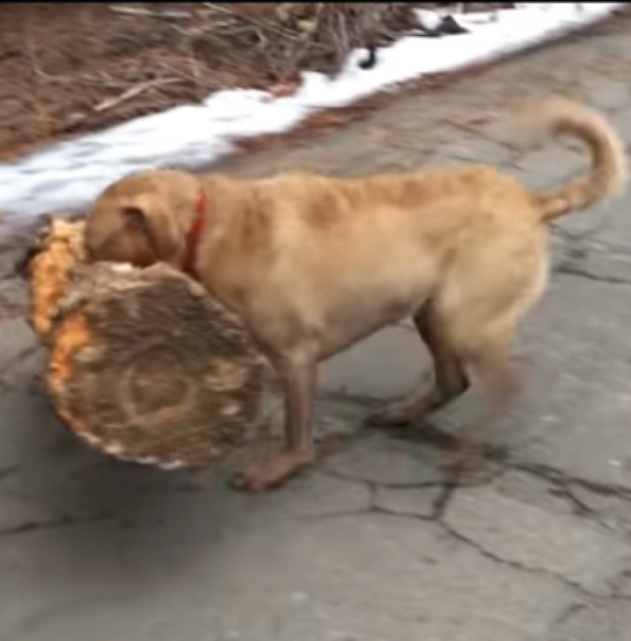 Cane poggia a terra il legno