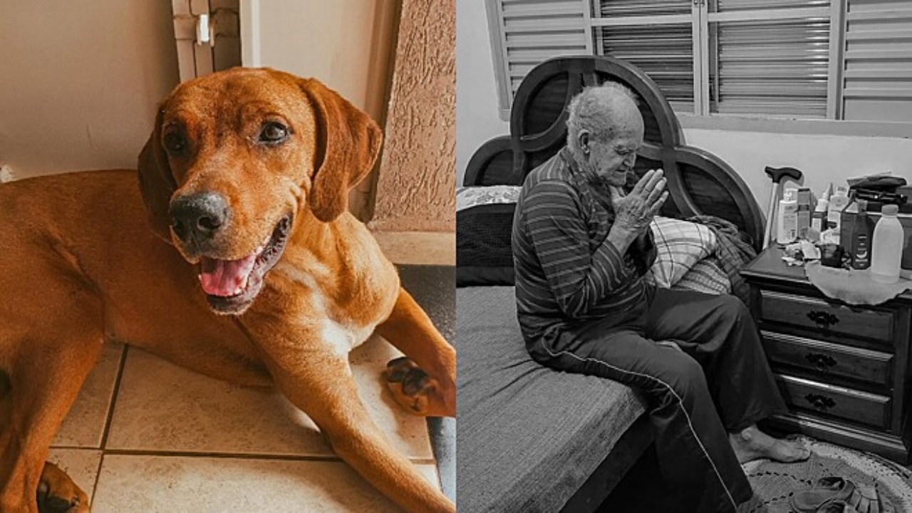 cane e anziano
