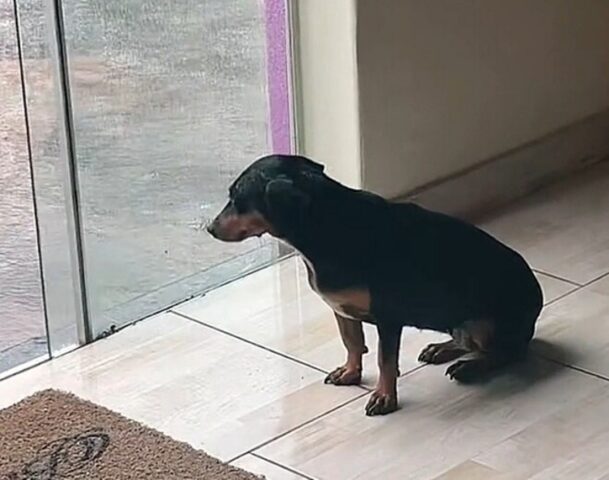 Cane randagio trova riparo dalla pioggia  grazie ad una donna che lo ha accolto nel suo negozio