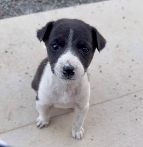 Cucciolo di 3 settimane trovato abbandonato in mezzo al nulla riceve l’aiuto di cui ha bisogno