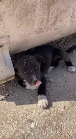 Cucciolo gettato in un cassonetto nel deserto incontra delle persone speciali