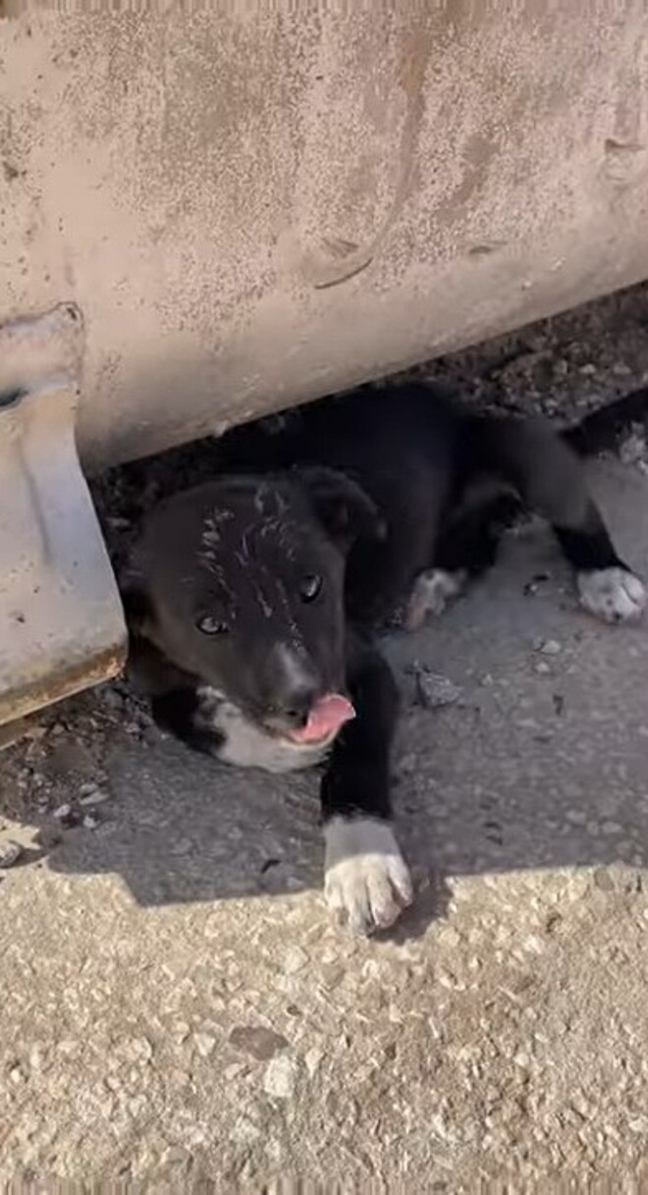 cucciolo nero