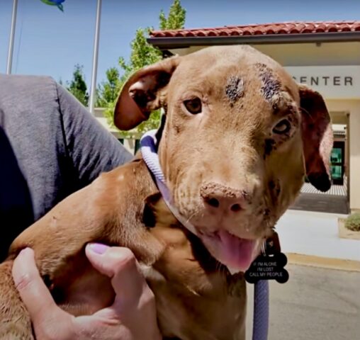 Cucciolo salvato conquista il cuore del cane di casa e si prende il suo lieto fine