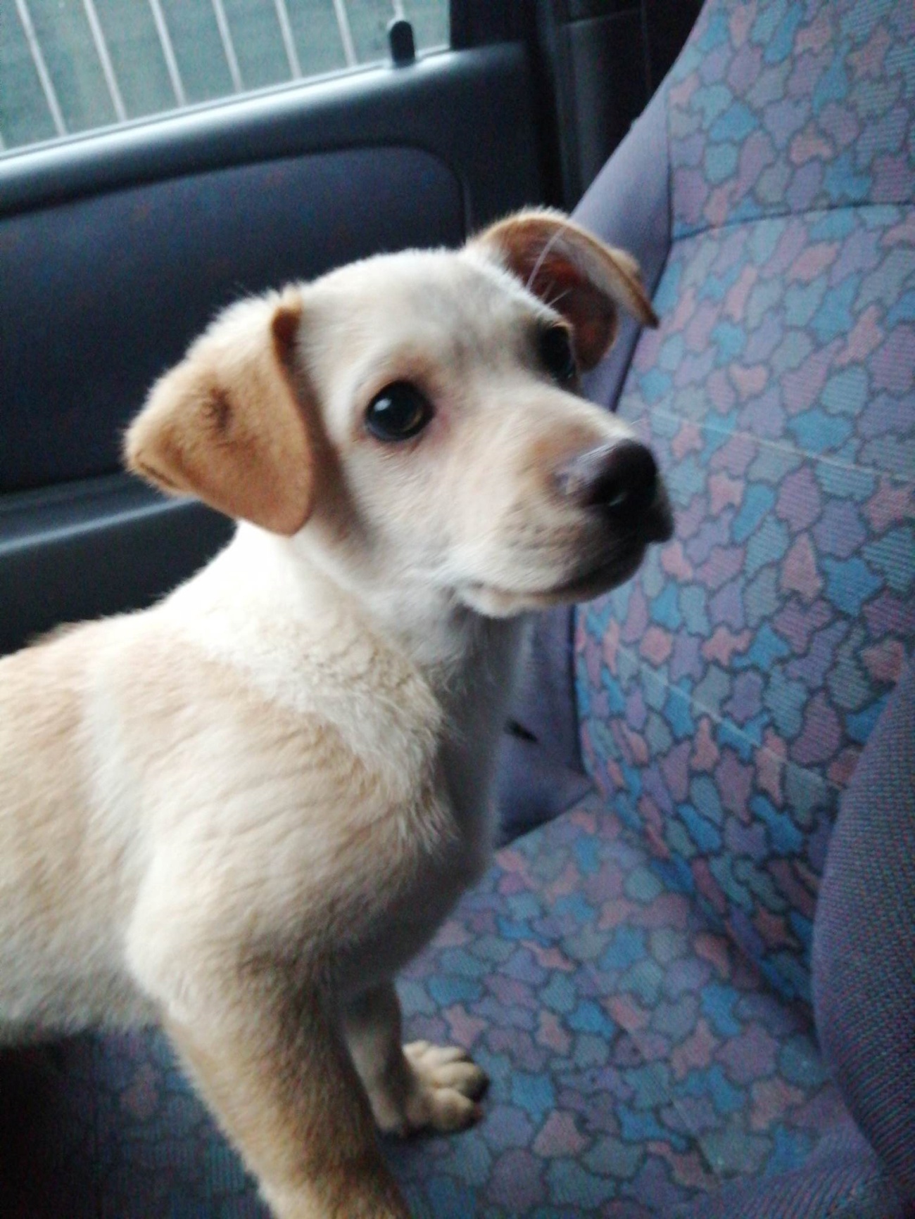 cagnolino in auto