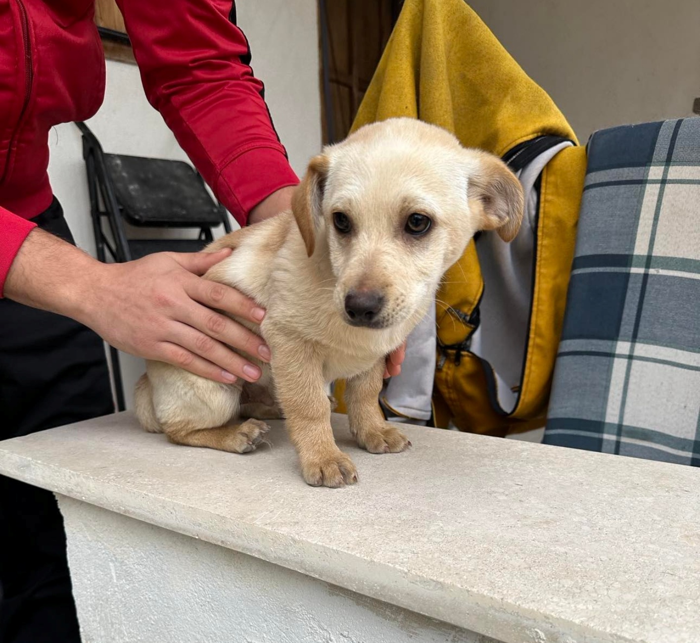 cagnolino abbandonato