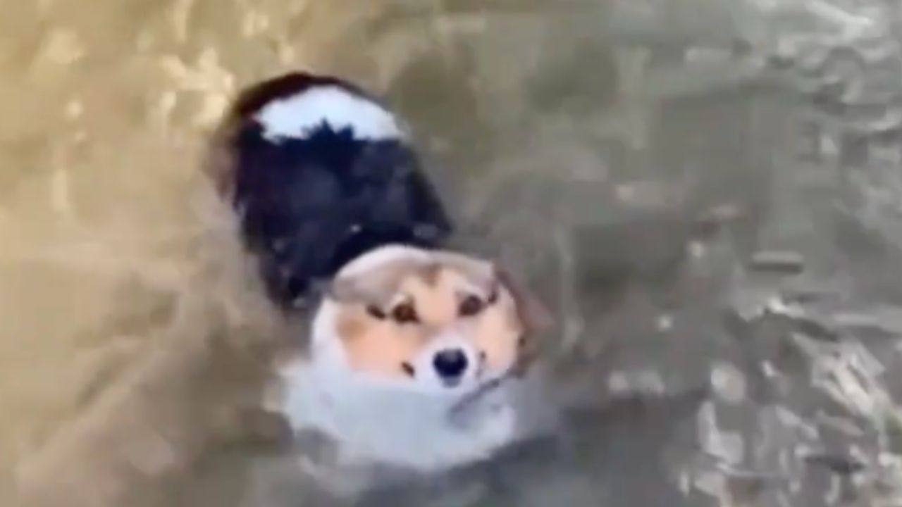un cane viene trascinato dalla corrente