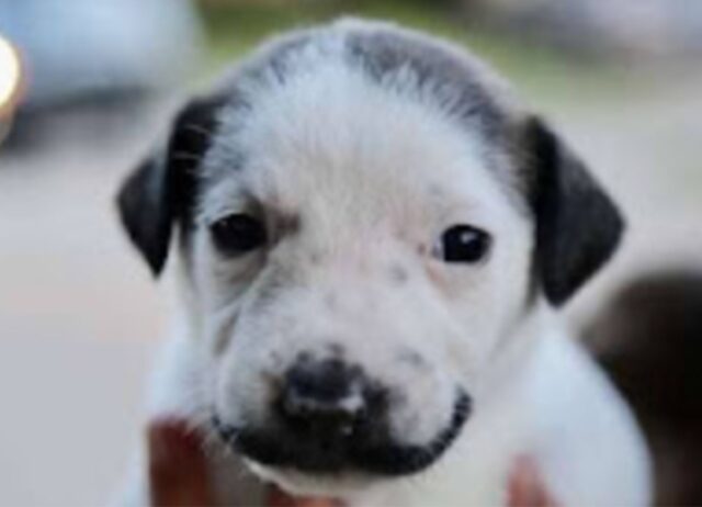 È davvero un cucciolo con… i baffi: questo cagnolino sta conquistando il mondo