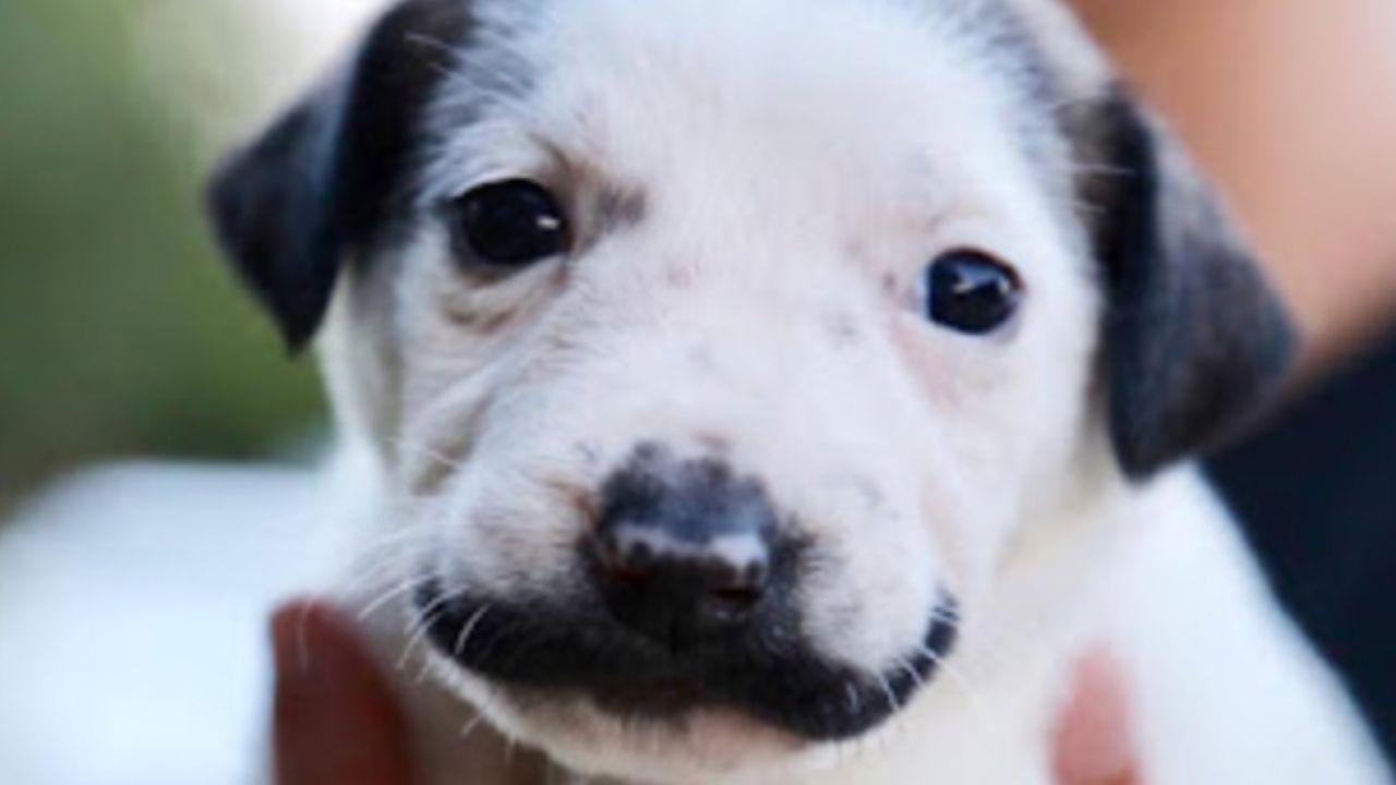 una cucciolata intera viene abbandonata