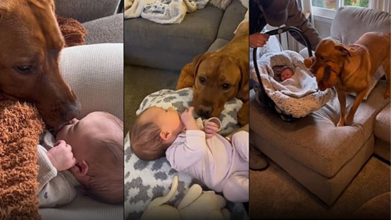Un cane di nome Marlow con una neonata
