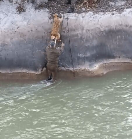 Gli agenti si tuffano in acqua per salvare la vita di un cane randagio