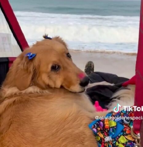 Golden Retriever rimane paralizzata e i suoi umani la portano a vedere il mare