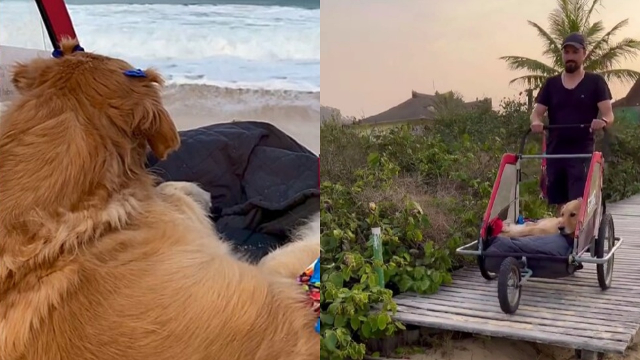 Golden Retriever al mare