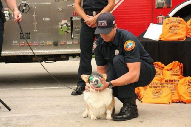 I Vigili del Fuoco riceveranno un kit veterinario per salvare i cani in caso di incendio