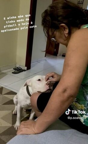 Il Pitbull conquista il cuore di una donna che aveva paura di lui