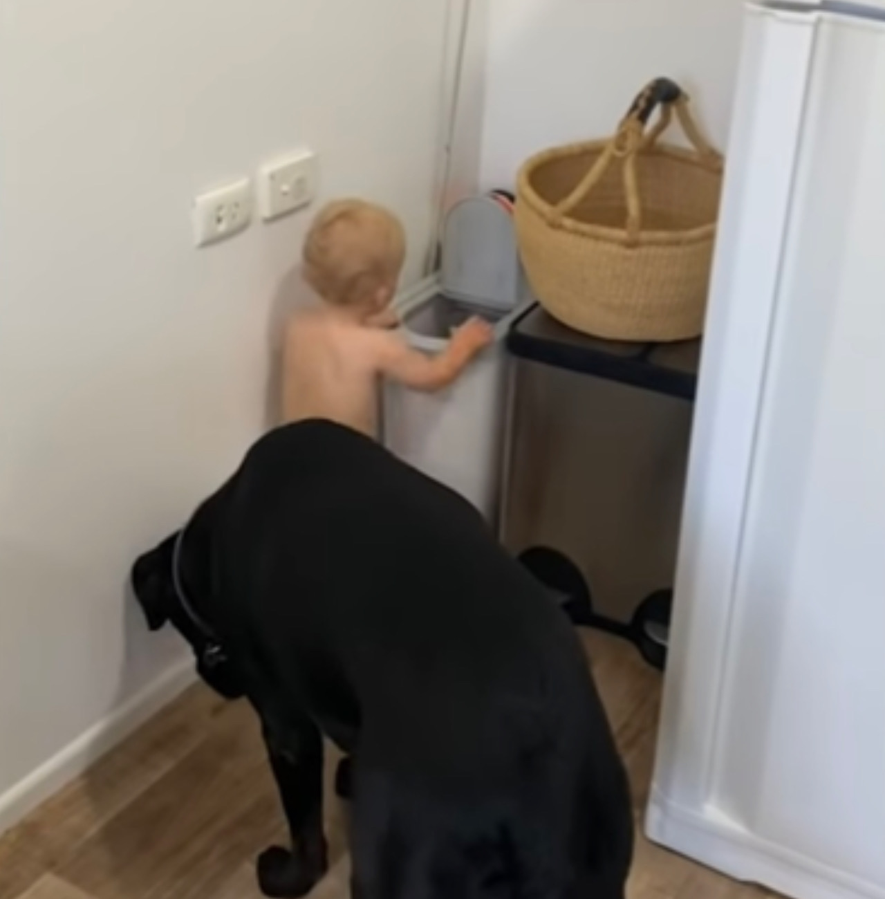 Cane affianco al bambino