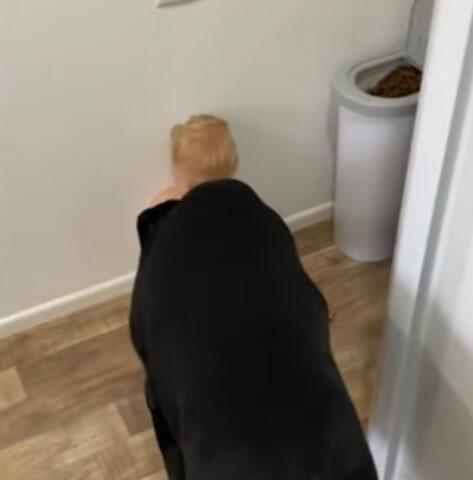 Cane odora il bambino