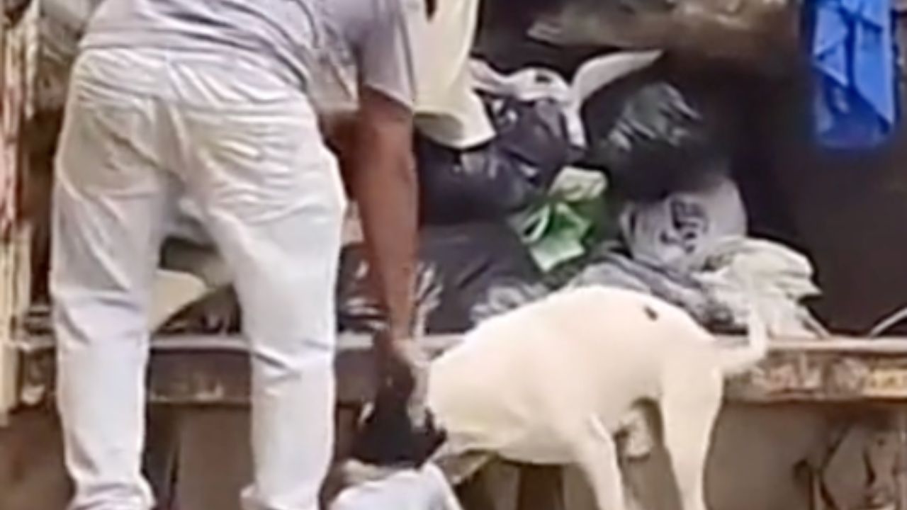 un cane aiuta dei lavoratori