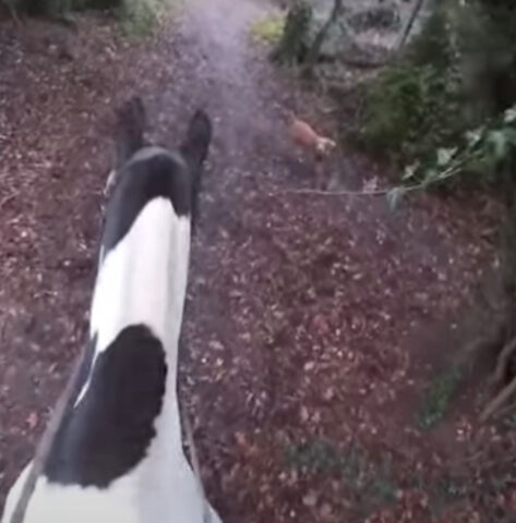 Il cagnolino amichevole scalpita per giocare con il cavallo