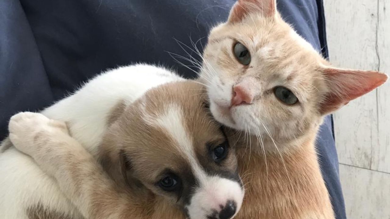 gattina adotta cucciolo di cane