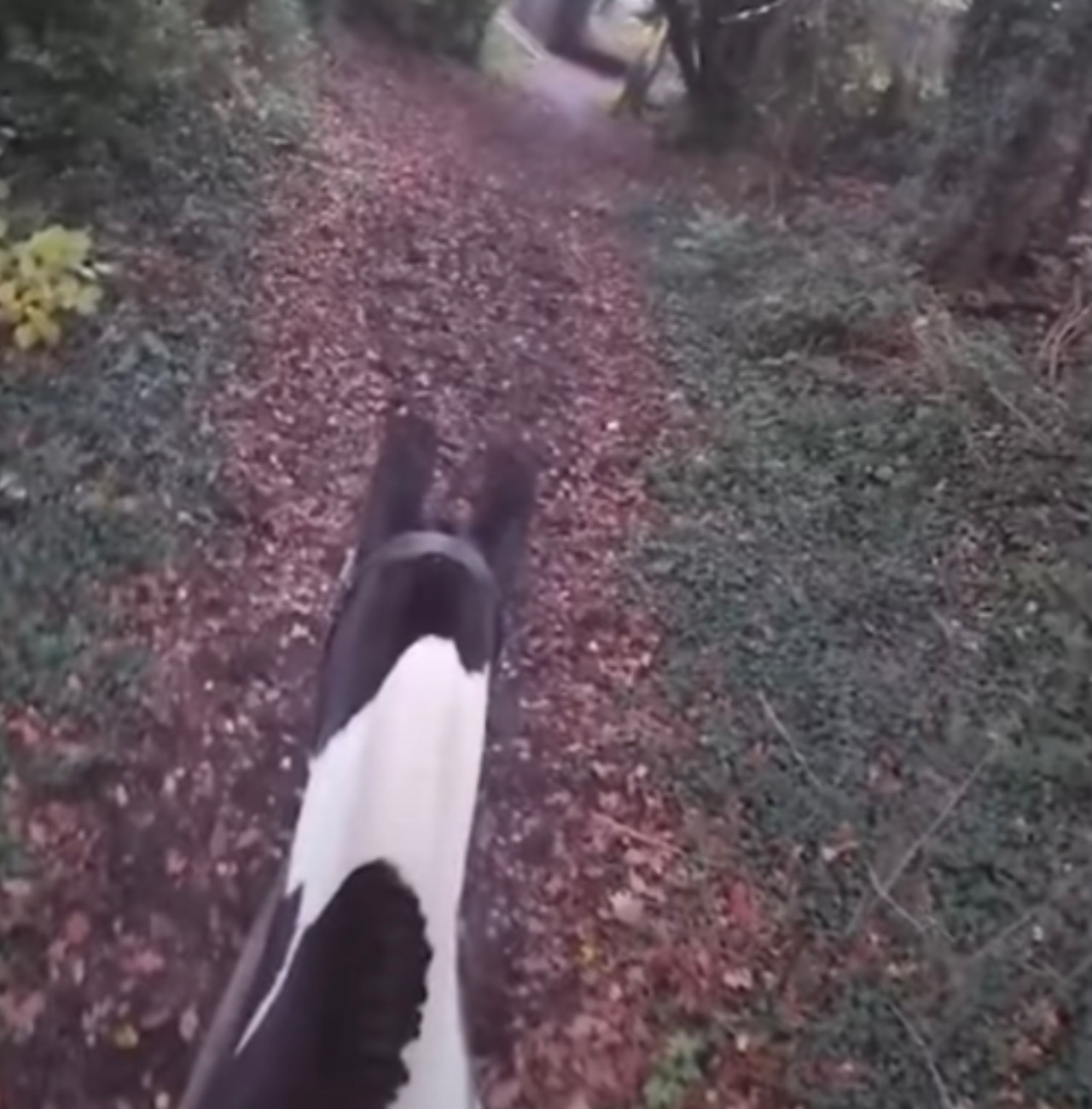 Cavallo fa una passeggiata