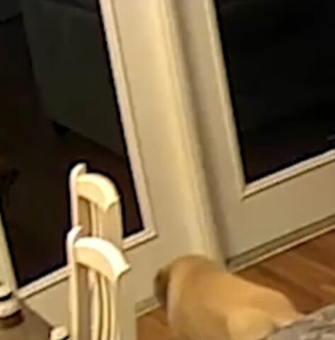 Cane vicino la finestra
