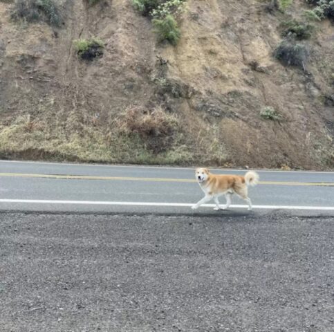 Il cane abbandonato su una strada di montagna, ha incontrato la donna perfetta