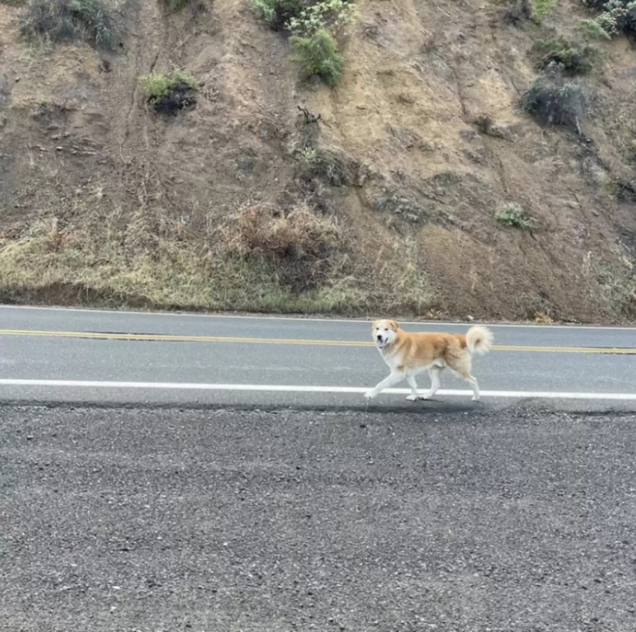 cane abbandonato